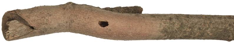 aab Kréta javor.JPG